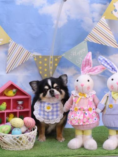 20240327ごまくん